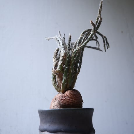 プテロカクタス ツベローサス   黒竜     Pterocactus tuberosus   no.122215