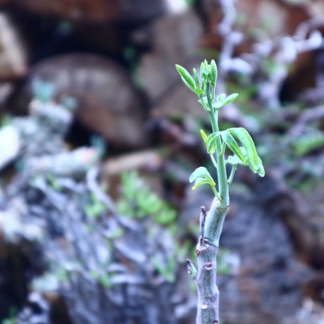 アデニア  グラウカ   Adenia glauca    no.42514