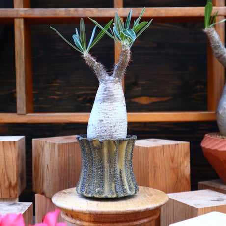 パキポディウム  グラキリス／Pachypodium  gracilius       no.605106