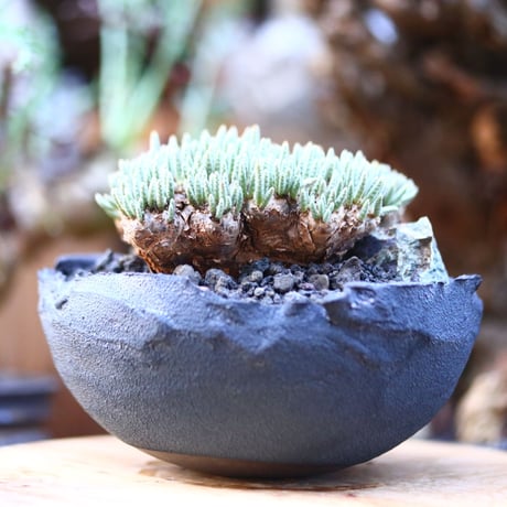 アボニア   クイナリア   アルストニー  赤花／Avonia quinaria ssp. alstonii    no.110704