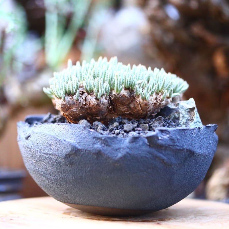 アボニア クイナリア アルストニー 赤花／Avonia quinaria ssp.