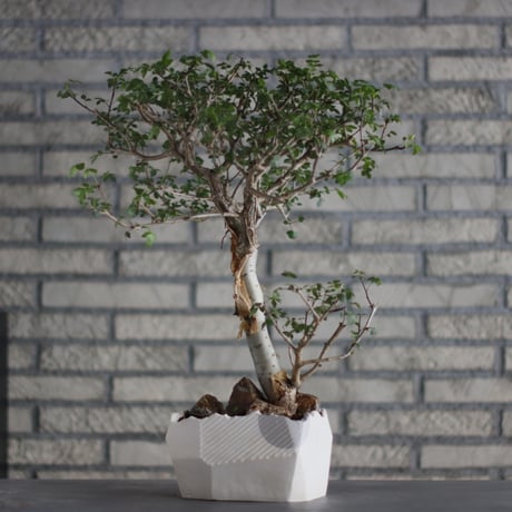 Bursera fagaroides × N/OH (5.5号)  no.713-21