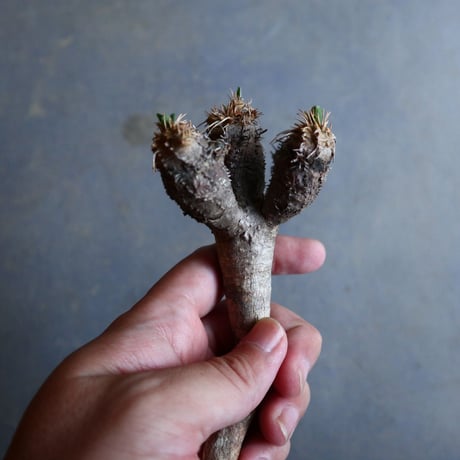 ユーフォルビア   ギラウミニアナ  Euphorbia guillauminiana  no.110303