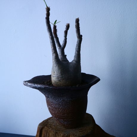 パキポディウム グラキリス Pachypodium rosulatum var. gracilius  No.31032