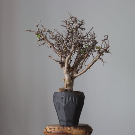 Commiphora wightii × N/OH   no.51241