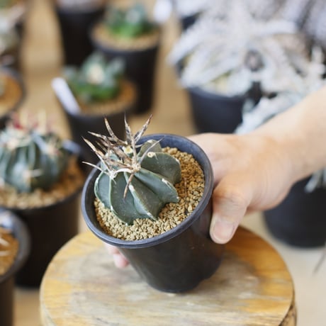 Astrophytum capricorne v. crassispinum / 黒刺水牛大鳳玉 (2.5号)  no.1226/31