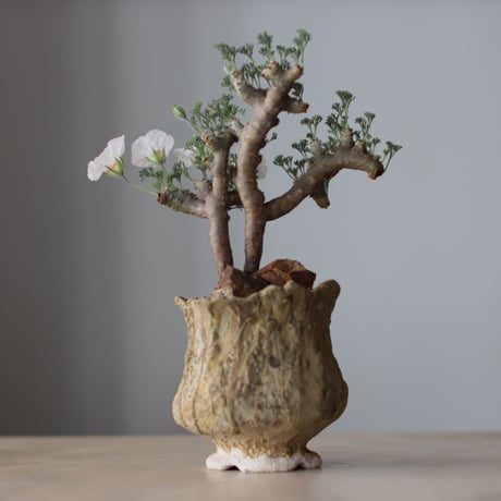 Sarcocaulon multifidum × Virginija Klisevicivte / PLANETX (4号)  no.511/9
