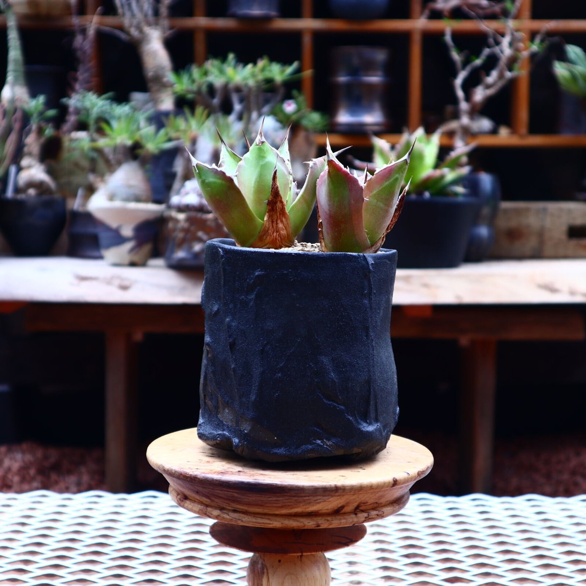 アガベ チタノタ シエラ ミクスチカ／Agave titanota ”Sierra Mix