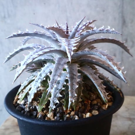 Dyckia ‘Arizona’hybrid (タイsueb氏ハイブリッド).    003