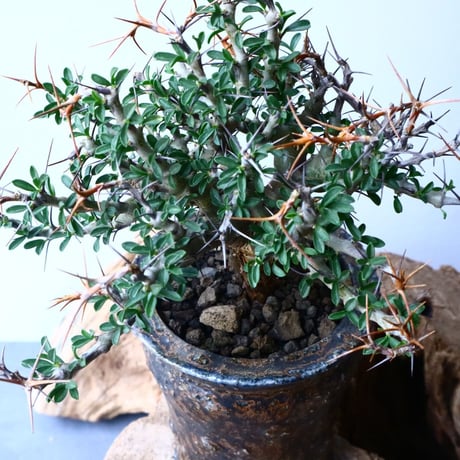 サルコカウロン   サルモニフローラム  Sarcocaulon salmoniflorum No.053