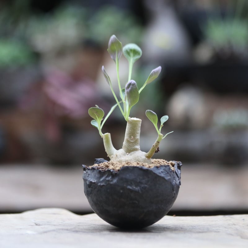 オトンナ トリプリネルビア 実生／Othonna triplinervia no.10