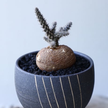 プテロカクタス ツベローサス   黒竜     Pterocactus tuberosus   no.51919