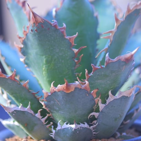アガベ  レッドキャットウィールズ  Agave titanota"Red Catweezle”    no.20743-2