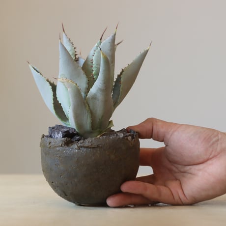 Agave Dragon Toes × takero pot　no. 309-12