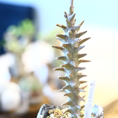 たけろうポット × Ceropegia dimorpha    no.72361
