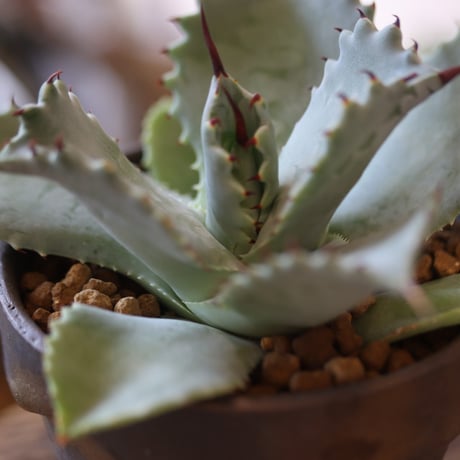 Agave hyb. potatorum × Isthmensis × YAMABACHI var. takero pot   no.82510