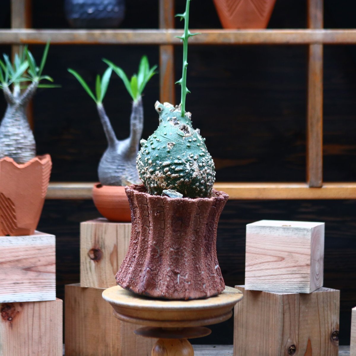 アデニア グロボーサ／Adenia globosa no.72409 | 芽の巣山