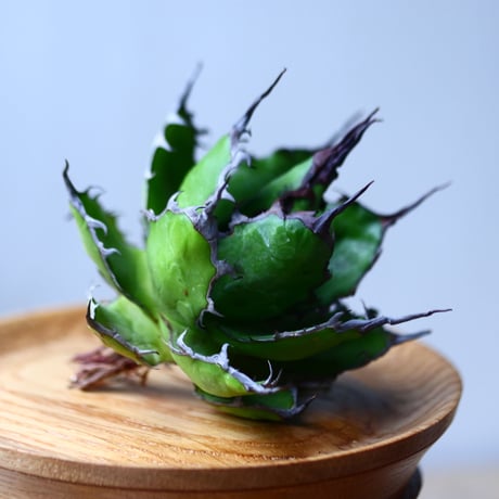 アガベ ホリダ    Agave horrida     no.1025-4