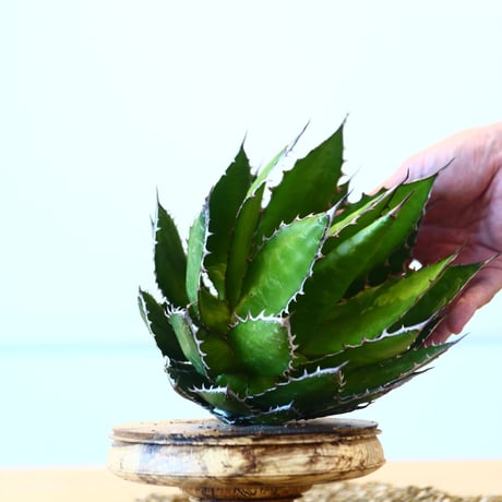 Agave horrida / Style of Chika   no.1015/4