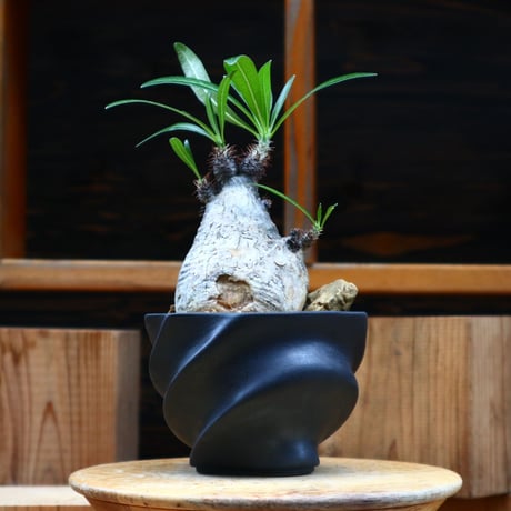 パキポディウム  グラキリス／Pachypodium  gracilius     no.61915