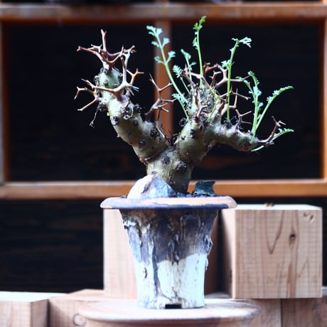 ペラルゴニウム  クリズミフォリウム／Pelargonium crithmifolium    no.111444