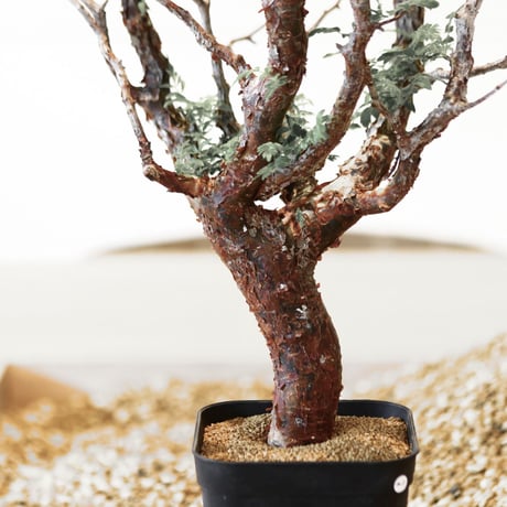 コミフォラ モンストローサ / Commiphora monstrosa   no.41621