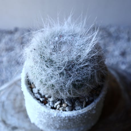 マミラリア　玉翁　Mammillaria hahniana  no.11929
