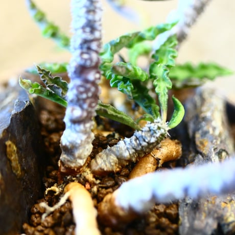 Euphorbia decaryi × たけろうポット  no.11416