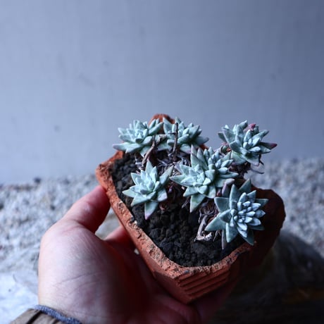ダドレア グリーニー Dudleya greenei  no.12622
