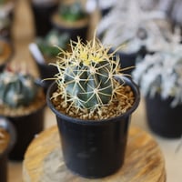 たけろうポット 角鉢 ムシクイ テツサビ たけろうポット/ 角鉢 / ムシクイ / テツサビ / S no.1006-13 | 芽の巣山