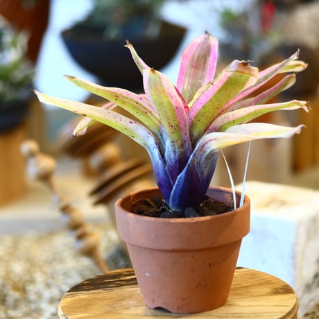 Neoregelia carolinae × YAMABACHI     no.10791