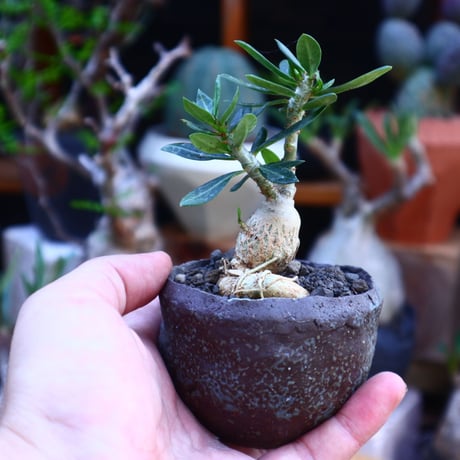 パキポディウム ビスピノーサム  実生／Pachypodium bispinosum    no.71850