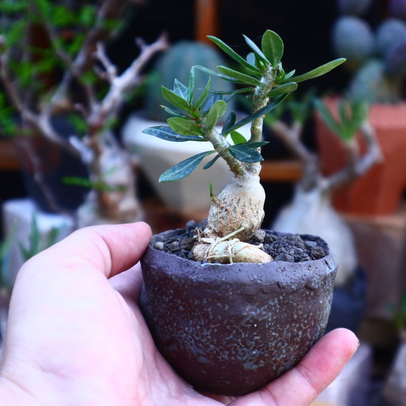 パキポディウム ビスピノーサム 実生／Pachypodium bispinosum n