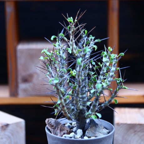 サルコカウロン  スピノーサ／Sarcocaulon  spinosa         no.82247