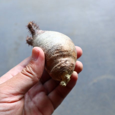 パキポディウム グラキリス 抜苗  Pachypodium rosulatum var. gracilius no.92912