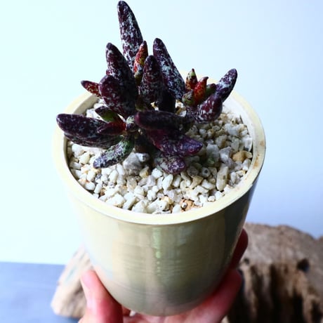 アドロミクス  フィリカウリス レッドフォーム   Adromischus filicaulis No.040