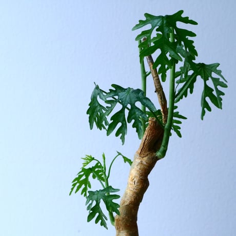 アデニア ペリエリ  Adenia perrieri   No.046