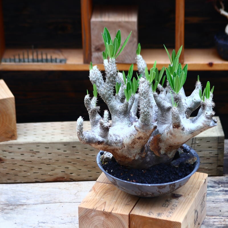 パキポディウム ブレビカリックス/Pachypodium densiflorum var パキポディウム ブレビカリックス/Pachypodium densiflorum var
