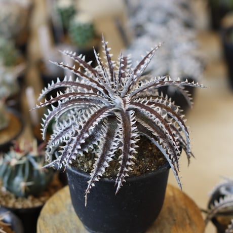Dyckia  (Heaven & Hell x macedoi)F2 (4号鉢)  no.1226/49