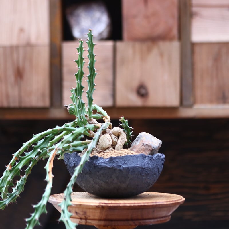 15-20年モノ 親株 ユーフォルビア クンチー 15-20年モノ 親株 ユーフォルビア クンチー 15-20年モノ 親株