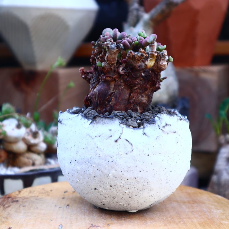 ケラリア ピグマエア／Ceraria pygmaea no.71835 | 芽の巣山