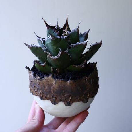 アガベ   チタノタ   FO-76   Agave titanota  "FO-76"  no.51902