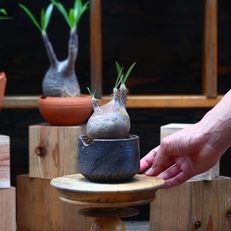パキポディウム  グラキリス／Pachypodium  gracilius   no.72415