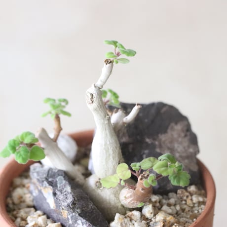 Plectranthus ernstii × YAMABACHI (3号鉢)   no.420-54