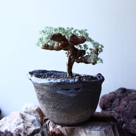 サルコカウロン  ムルチフィズム  Sarcocaulon multifidum   no.61606
