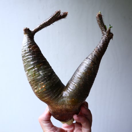 パキポディウム グラキリス 2頭 Pachypodium rosulatum var. gracilius no.70709