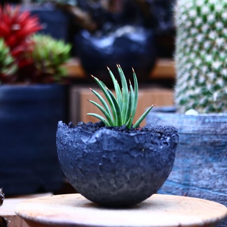 アガベ  アルボピロサ／Agave Albopilosa     no.21308