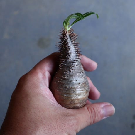 パキポディウム グラキリス   Pachypodium rosulatum var. gracilius no.110318