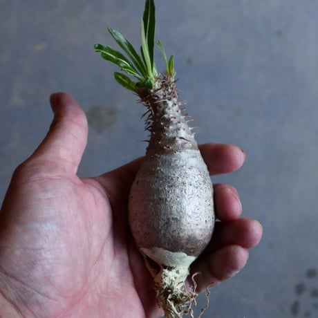 パキポディウム グラキリス   Pachypodium rosulatum var. gracilius no.110316