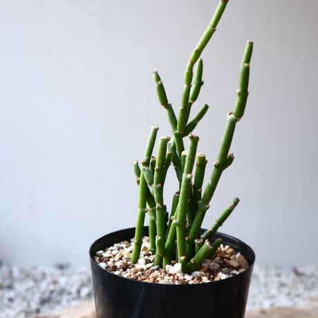サルコステンマ   ソコトラナム  Sarcostemma socotranum  no.1108